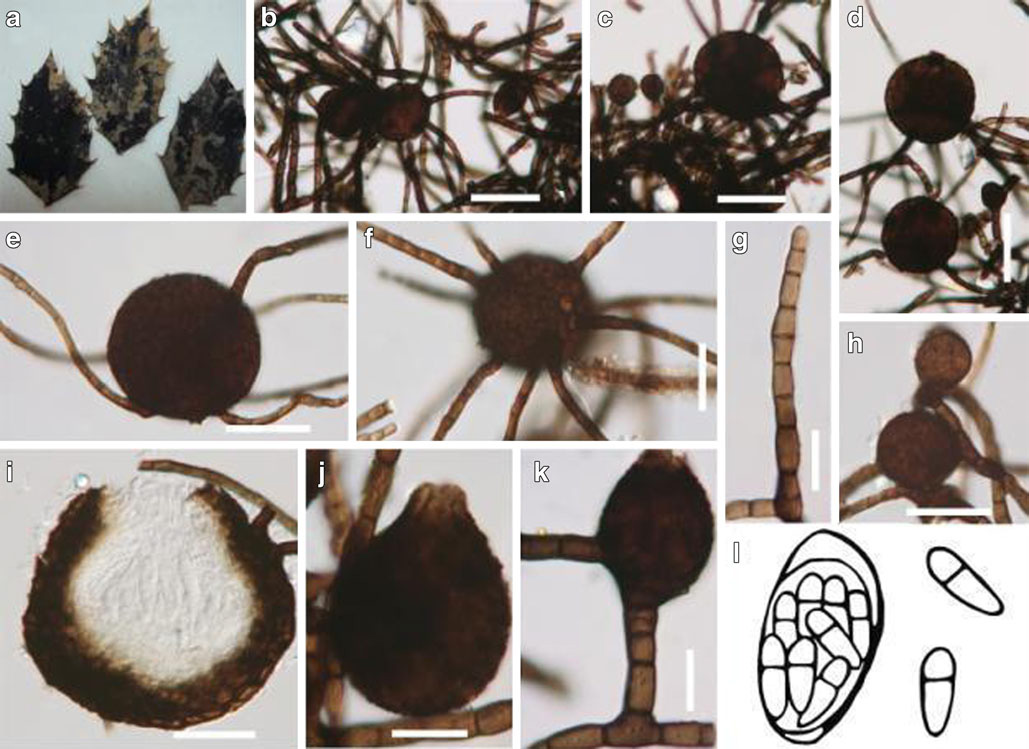 Представитель Семейства Antennulariellaceae